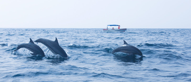 Dolphin and Whale Watching 