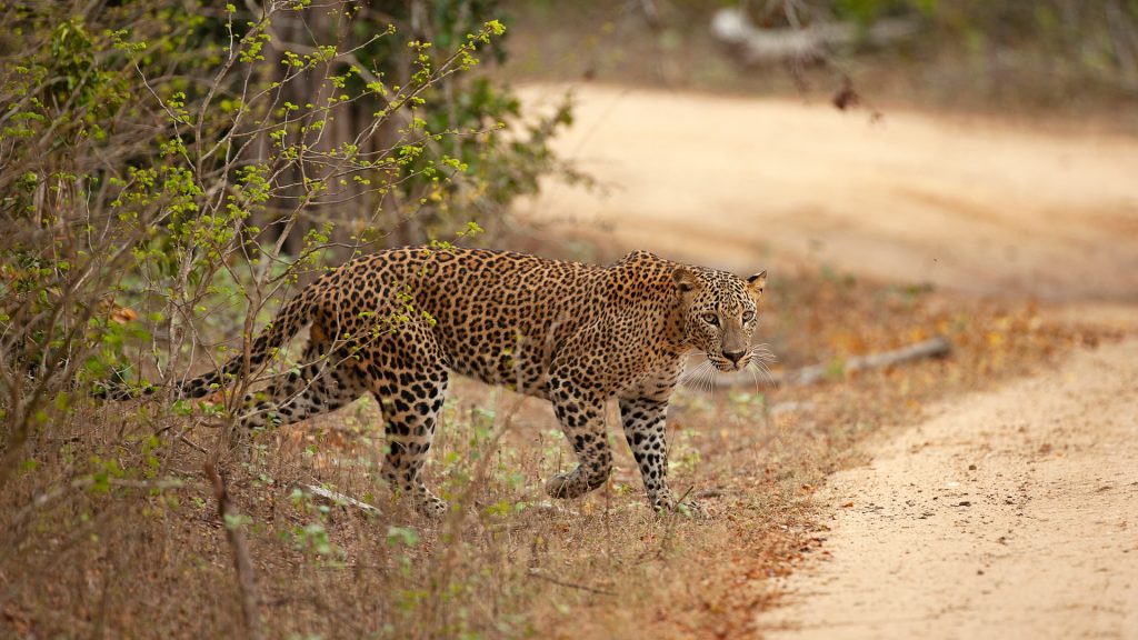 Wildlife in Sri Lanka