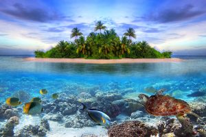 Maldives Marine Life