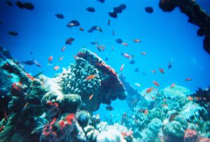 Maldives Marine Life