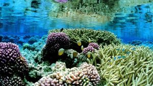 Hikkaduwa Corals
