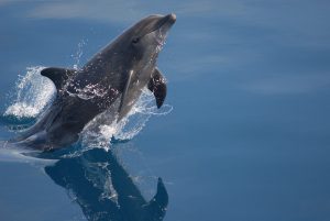 Dolphins of Maldives