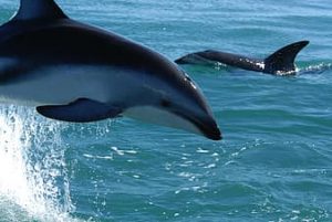 Dolphins of Maldives