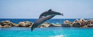Dolphins of Maldives