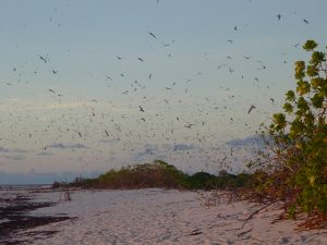 Bird Island Seychelles