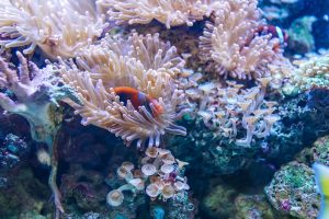 Coral Reefs