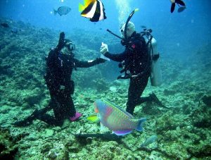 Snorkeling in Sir Bani Yas