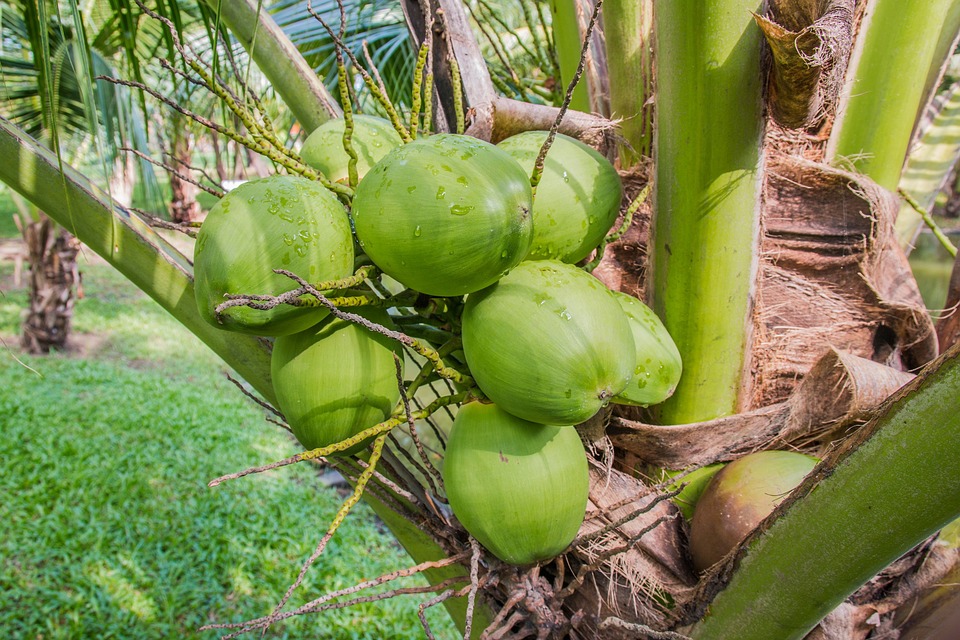 coconut tree maldives