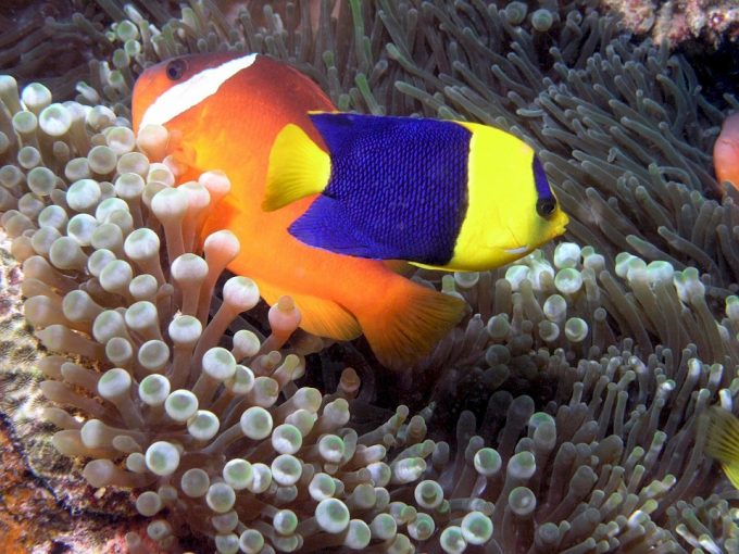 bicolor-angelfish