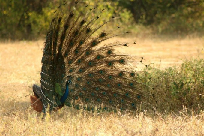 peacock in yala