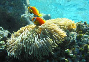 Maldive Coral Reef