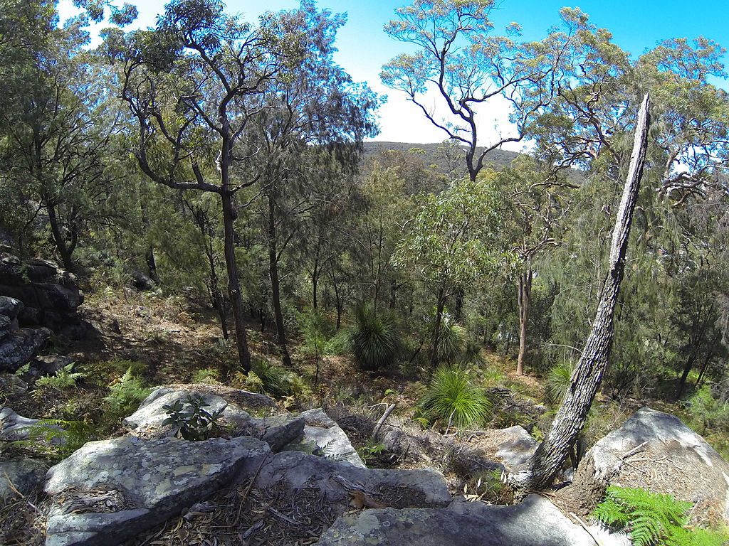 Brisbane Waters National Park | Image Credit : <a href="https://www.flickr.com/people/51811543@N08">FotoSleuth</a>, <a href="https://commons.wikimedia.org/wiki/File:Brisbane_Waters_National_Park_(13813431685).jpg">Brisbane Waters National Park (13813431685)</a>, <a href="https://creativecommons.org/licenses/by/2.0/legalcode" rel="license">CC BY 2.0</a>