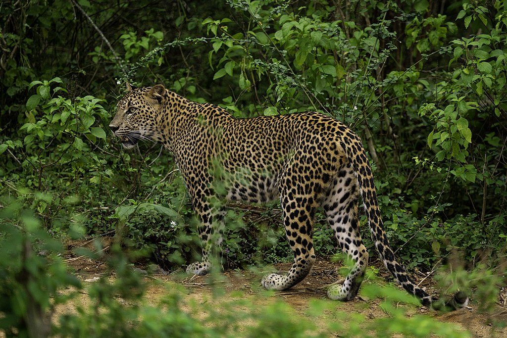 Sri Lankan leopard