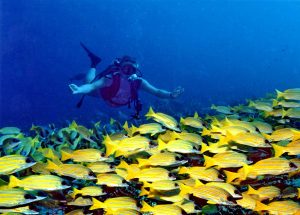 Banana reef maldives