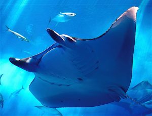 Manta ray