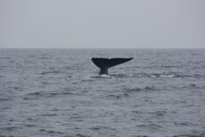 Mirissa Blue Whale