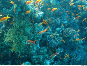 Marine Life
