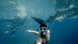 Swimming with Whale Sharks