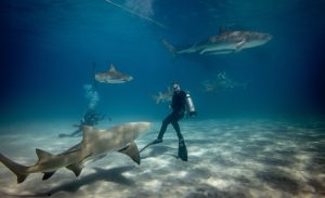 Whale Shark Encounter