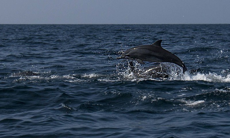 Wonders of the sea