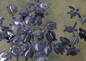 Turtle Conservation Project in Bentota