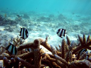 Diving_Maldives