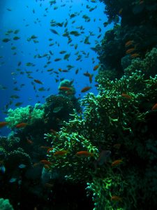 Coral