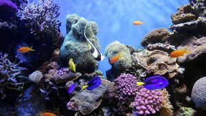 Underwater_World